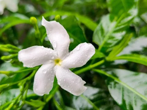 White flower Foto stock