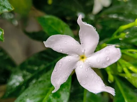 White flower 스톡 사진