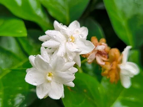 White flower Stock-Fotos