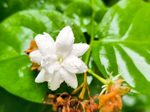 White flower 写真素材