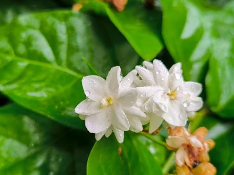 White flower Foto stock