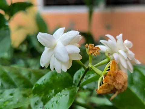 White flower 스톡 사진