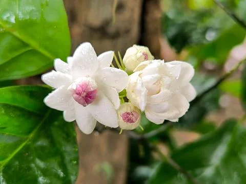White flower Foto stock