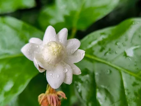 White flower Foto stock