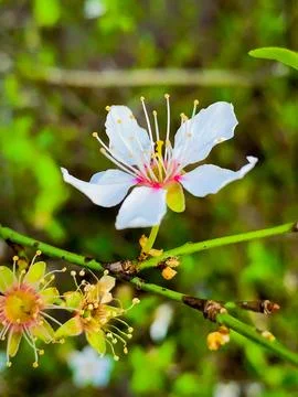 White Flower Fotos de archivo
