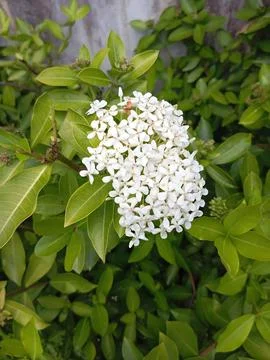 White Flower Stock Photos