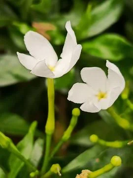 White flower Stock Photos