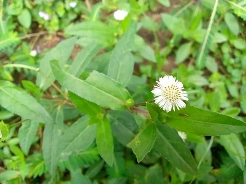 White Flower Stock Photos