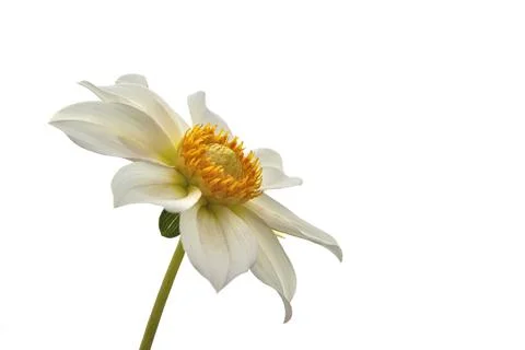 White Flower Stock Photos