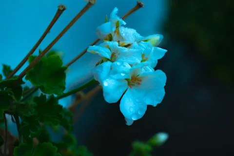 White flower Stock Photos