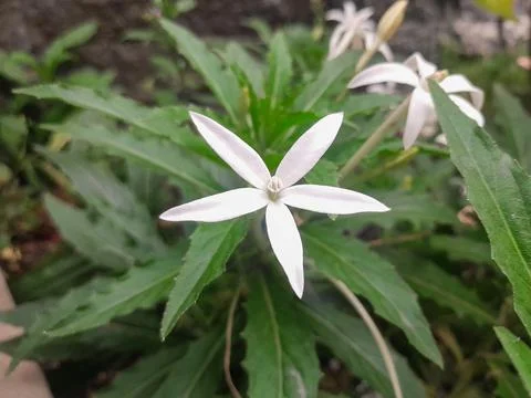 White flower Stock Photos