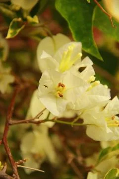 White Flower Stock-Fotos