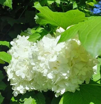 White flower Photos
