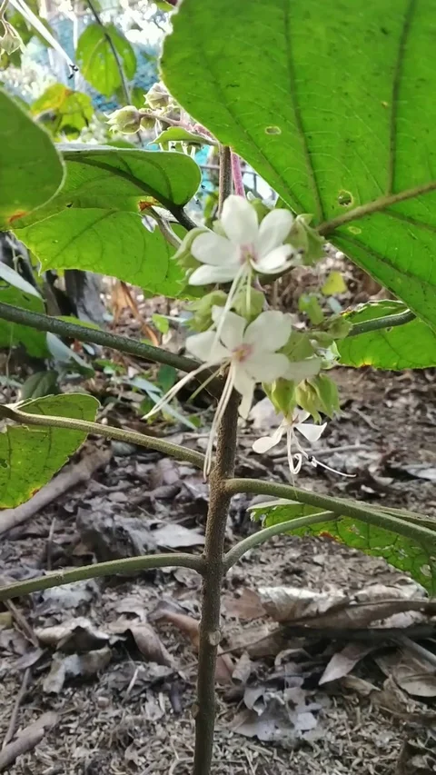 White flower plant Stock Footage 125924313