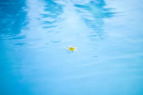 White flower plumer on the surface of the pool. Stock Photos