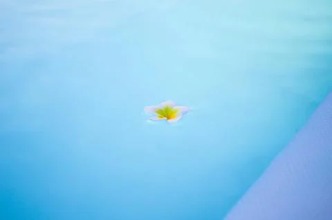 White flower plumer on the surface of the pool. Stock-Fotos