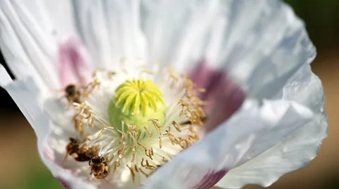 White flower of poppy with bees Stock Footage 36645940