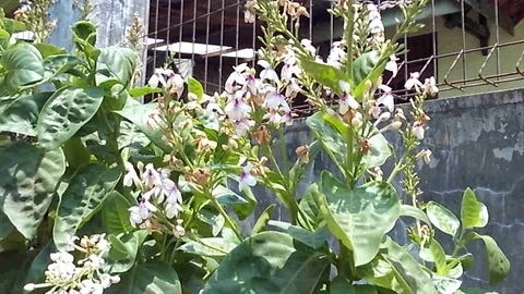 The white flower, Pseuderanthemum reticulatum. Stock Footage 120059853