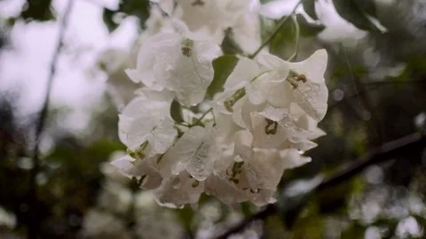 White flower. Rain 動画素材 77529134