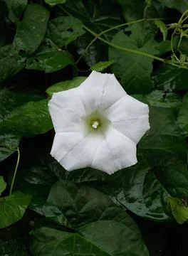 White flower in the rain Stock Photos