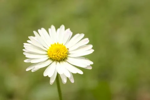 White flower in the rays of the sun. Foto stock