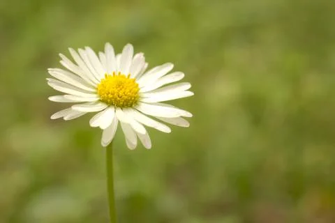 White flower in the rays of the sun. Stock Photos