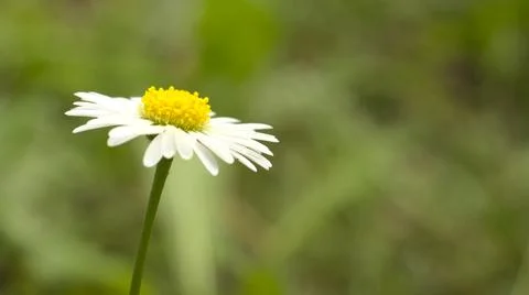 White flower in the rays of the sun. Foto stock