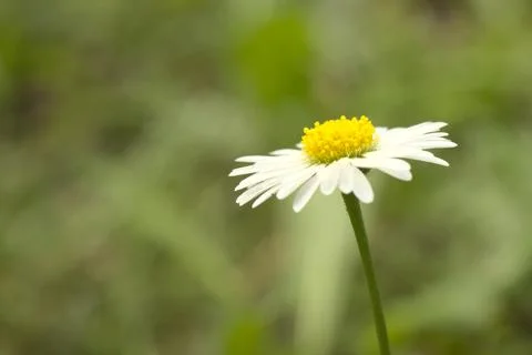 White flower in the rays of the sun. Stock Photos