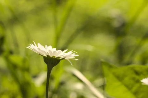 White flower in the rays of the sun. Stock Photos