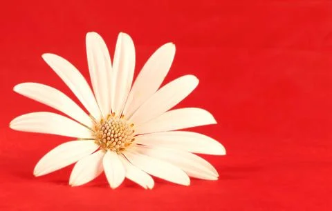 White flower in red background Stockfoto's