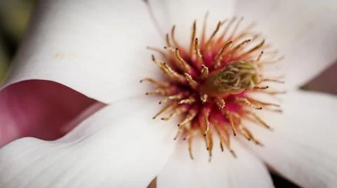 White flower with red center, emphasizing beauty and details Stock Photos