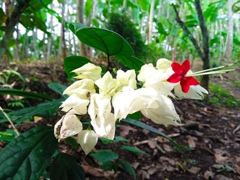 WHITE FLOWER WITH RED TIP Stock Photos