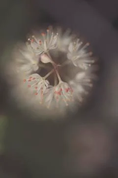 White flower with red tips Stock Photos