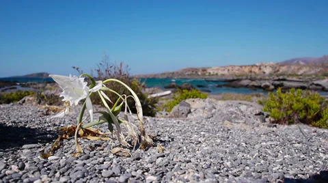 White flower in rocky ground Stockbeeldmateriaal 32242160