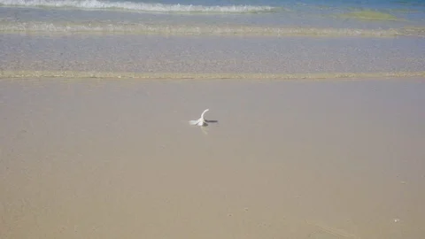 A white flower rolls along the waves in the sea. Thailand beach Video stock 117757568