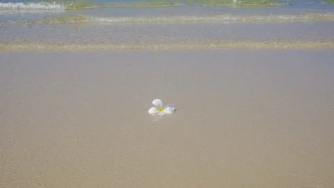 A white flower rolls along the waves in the sea. Thailand beach Vídeo Stock 117757781