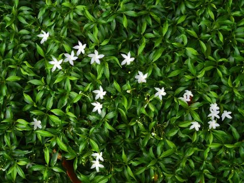 White flower scattering in green leaf tree bush background Foto stock