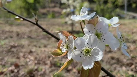 White flower scenery Stock Footage 234846684