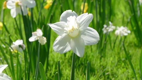 White flower selective focus close up Stock Footage 258474332