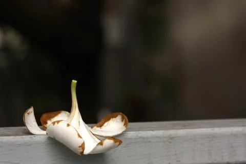 White flower selective focus on the wall Stock Photos