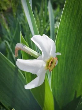 White flower on the side Foto stock