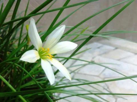 White flower single Stock Photos