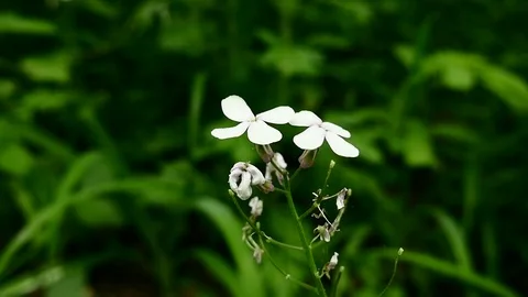 White flower in slow motion Stock Footage 76230835