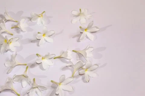 White flower spring background Stock Photos