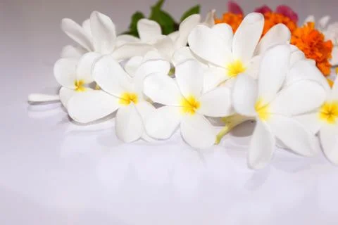 White flower spring background Stock Photos