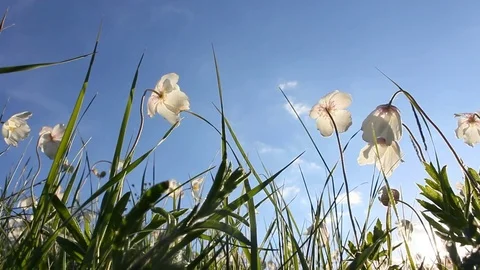 White flower. Spring background. Sky. Sunny. Grass Stock Footage 76037939