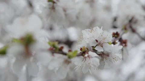 White flower in spring Stock-Footage 272300638