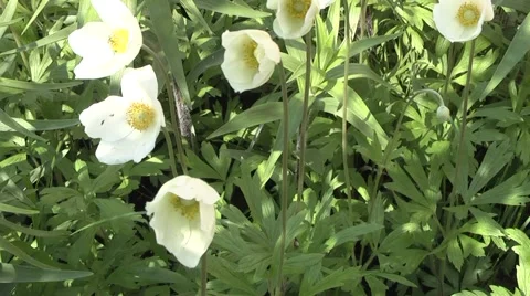 White flower in spring garden. Video stock 5298259