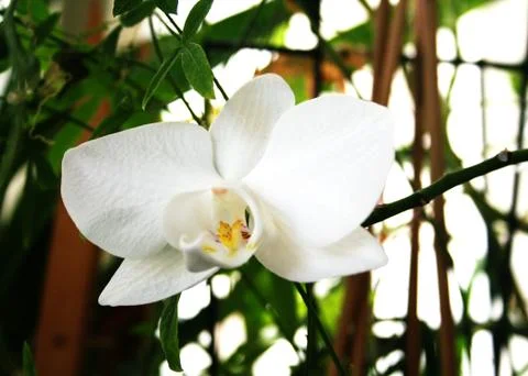 White Flower Of Spring Stock Photos