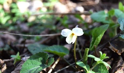 A white flower in the spring Stock Photos